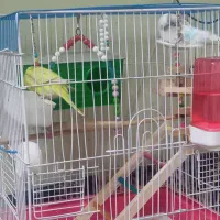 یک جفت مرغ عشق و لانه حصیری|پرنده|ری, منصوریه منگل|دیوار