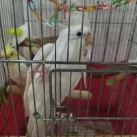 عروس هلندی شهر جم