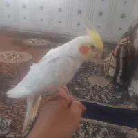 عروس هلندی نر