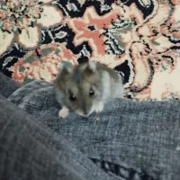 همستر خانگی