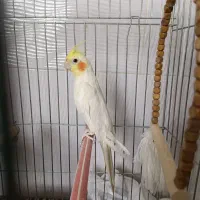 عروس هلندی یه جفت با قفس فقط ۲ میلیون|پرنده|قیدار, |دیوار