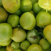 گوجه سبزکیلوی 10هزارناقابل