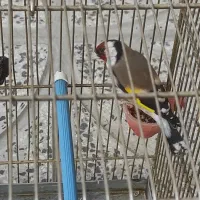 سهره دوساله