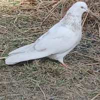 ۹عددکبوتر پرشی