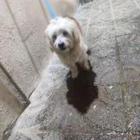 سگ خونگی|سگ|بروجرد, |دیوار