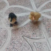جوجه اردک یک ماهه