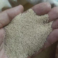 بذر گوجه ای سفید