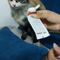 گربه پیدا کردم