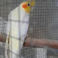 طوطی عروس هلندی|پرنده|بابل, |دیوار