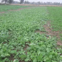 سبزی شاهی و تربچه|خوردنی و آشامیدنی|خان ببین, |دیوار