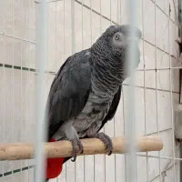 کاسکو|پرنده|مشهد, عامل|دیوار