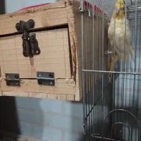 سلام ،یک جفت عروس هلندی مولد مست وسرحال|پرنده|قائمشهر, |دیوار