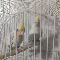 جفت عروس هلندی|پرنده|حمیدیه, |دیوار