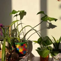 گلهای شاداب|گل و گیاه طبیعی|یاسوج, |دیوار