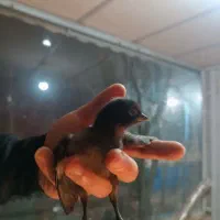 جوجه ایام سمانی و برهما