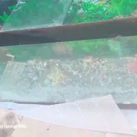 آکواریوم درحدنو