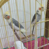 دو عدد عروس