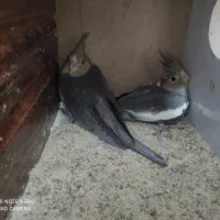 عروس هلندی|پرنده|کرمان, |دیوار