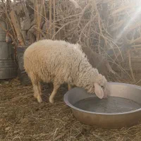 ۷ تا بره نر نژاد دار چاق مناسب کشتن آماده پروار