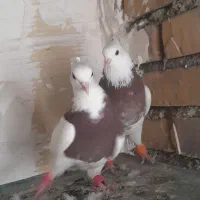 ۵ عدد طوقی|پرنده|شاهرود, |دیوار