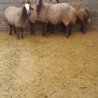 ۴عدد میش شیشک ابستن