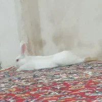 خرگوش|موش و خرگوش|شیروان (خراسان), |دیوار