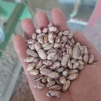 فروش عمده لوبیا چیتی ازبک|خوردنی و آشامیدنی|تهران, شوش|دیوار