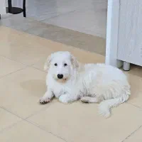 واگذاری رایگان سگ تریر|سگ|اوز, |دیوار