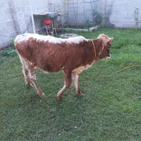 لیشه و گوساله ،