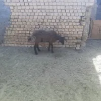 بره نر|حیوانات مزرعه|مبارکه, |دیوار