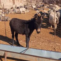 این قدو به فروش می رسد