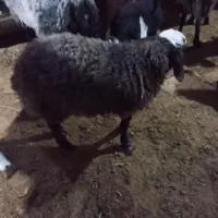 یکی تغل ماده دوقلو شال هنوز۴ماه دارد