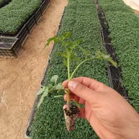 تولید انواع نشا فلفل ،بادمجان ، گوجه‌فرنگی|گل و گیاه طبیعی|شاهین‌شهر, گزبرخوار|دیوار