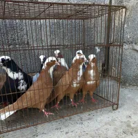 عرب|پرنده|مراغه, |دیوار