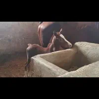 کره نریان 10 ماهه|اسب و تجهیزات اسب‌سواری|اسلام‌شهر, شهرک امام حسین (میان آباد)|دیوار