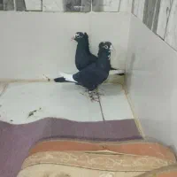 جفت پلنگ جفت ابلق جفت نر مگس|پرنده|زهک, |دیوار