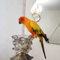 فروش طوطی خورشیدی زیبا
