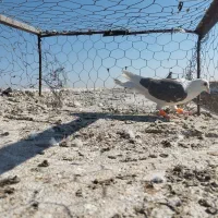 پشت کویتی ماده