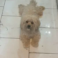 پیدا شده  .. سگ نر  در پردیس فاز ۱۱|حیوانات|پردیس, فاز ۱۱|دیوار