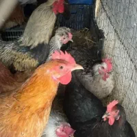 جوجه ونیمچمه و مولد مرغ و خروس محلی برهما لهستانی