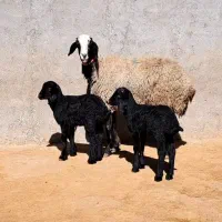 میش ژن دار دوقلوزا کاور و میش قزل افشار هم دارم