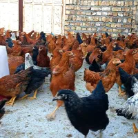 نیمچه مرغ اصل گلپایگانی اصلاح نژاد تخمگذار|حیوانات مزرعه|کاشان, خرمدشت|دیوار