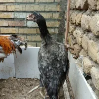 مرغ و خروس جوجه لاری فروشی|حیوانات مزرعه|گنبد کاووس, |دیوار