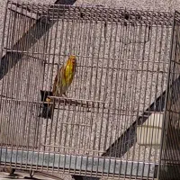 سهره قناری لر بخون