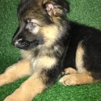 توله ژرمن ۶۵ روزه