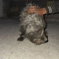 سگ پا کوتاه