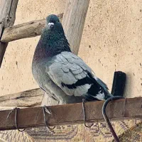 کبوتر سبز شمرونی اصیل