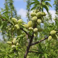 با خرید هر 10 نــهال صنوبــر 2 نهال اشانتیون بگیر|خدمات باغبانی و درختکاری|خمین, |دیوار