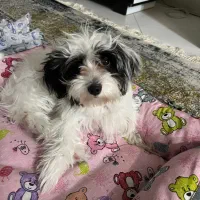 پودل کراس کوچولو|سگ|طرقبه, |دیوار