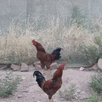 خروس